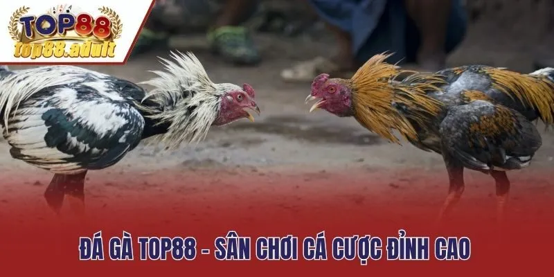 Đá gà Top88 - Sân chơi cá cược đỉnh cao